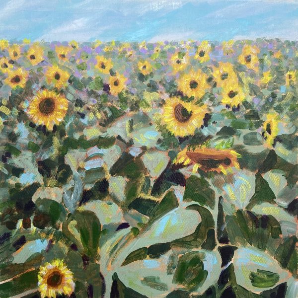 Stowey Sunflowers